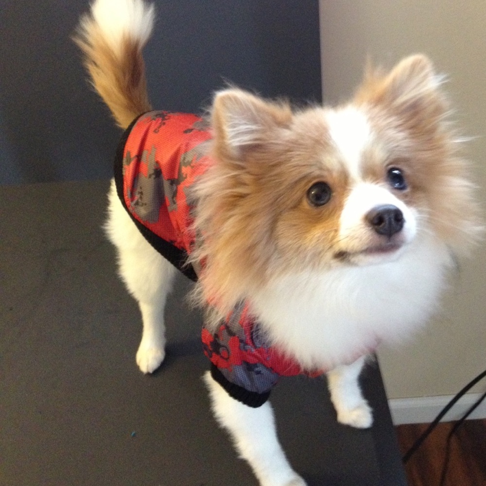 Dog Jacket REVERSIBLE Hooded Fauxfur Pink Camo Camouflage Puffy Puffer Coat New - Picture 8 of 8